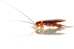 Roach Elimination and Prevention Services