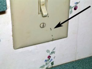 Same Day Insect Removal in the Twin Cities