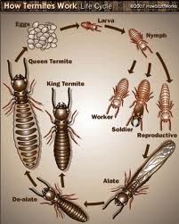 Signs You’re Dealing With A Springtime Termite Infestation