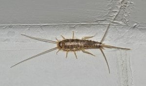 Silverfish Extermination In Your Minnesota Home 
