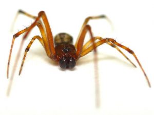 Spider Extermination During the Minnesota Winter