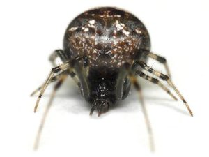 Spider Exterminator Near Me