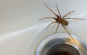 Spider Exterminator in Arden Hills