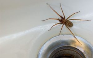 Spiders in my House in Minnesota Winter