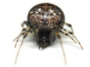 Types of Spiders in Minnesota