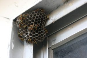 Wasp And Bee Extermination