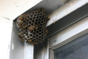 Wasp Extermination Minneapolis MN