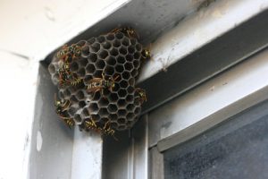 Wasp or Bee Exterminator Minneapolis, MN