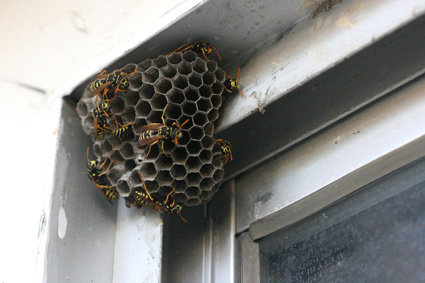 Wasp Extermination Services MN | Wasp Exterminator Minneapolis