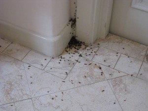 Ant Exterminator New Brighton MN