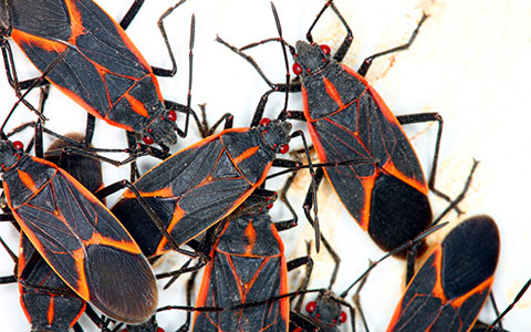 Image of Boxelder Bug Infestation