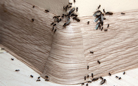 Local Minnesota Ant Exterminator | Eco Tech Natural Pest Control