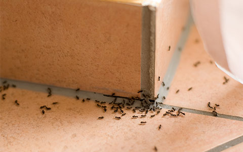 Household Brown Ant Exterminator MN | Carpenter Ant Extermination