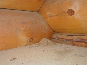 Pest Damage Repair Minneapolis