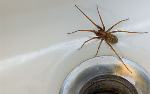 Spider Exterminator Serving Minnesota