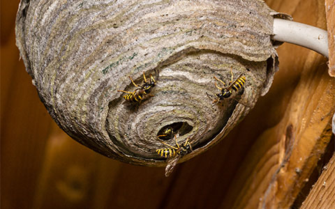 Wasp Nest Removal Services Minneapolis, MN | Pest Control St Paul/Mpls