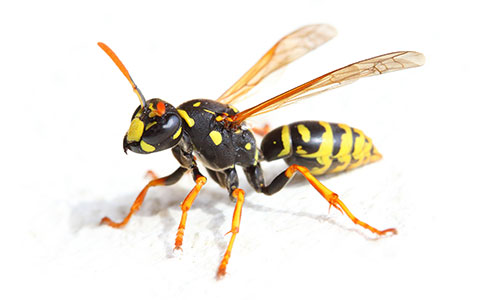 Image of a Yellow-Jacket Wasp